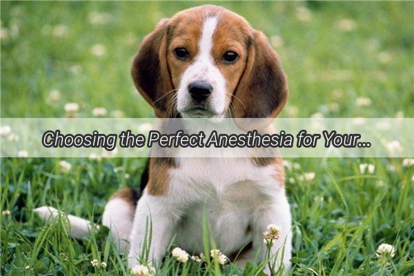 Choosing the Perfect Anesthesia for Your Pooch A TailWagging Guide